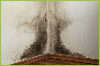 Palm Beach Restoration Company Palm Beach, FL 561-370-6476 - serv-mold-v2-wgr-34