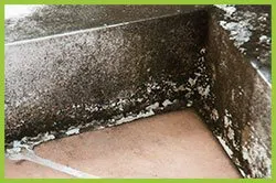 Palm Beach Restoration Company Palm Beach, FL 561-370-6476 - sid-mold-serv-wgr-34